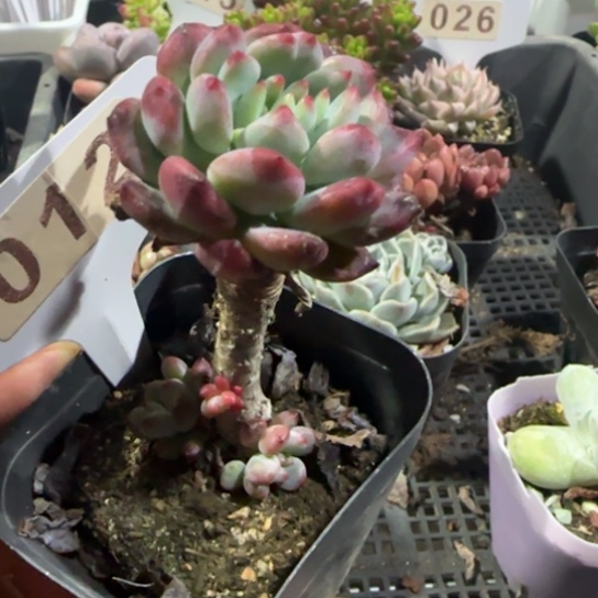 12蓝苹果一物一拍多肉