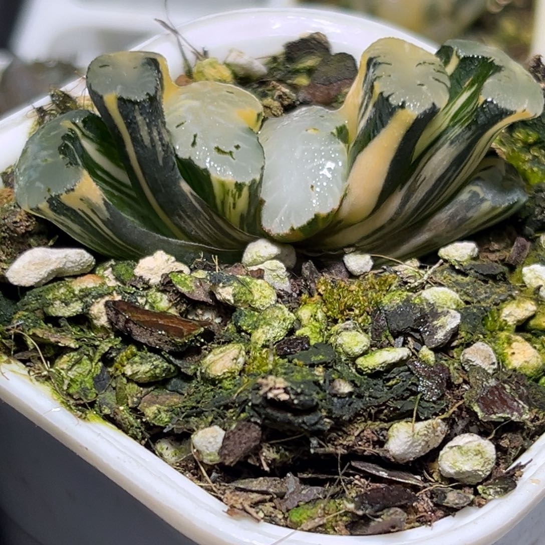 恭喜发财大吉大利0441玄武多肉