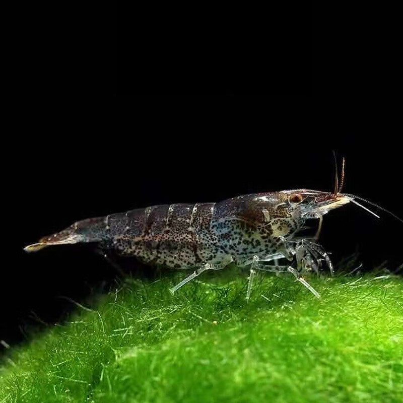 黑壳专业除藻大型鱼乌龟饲料