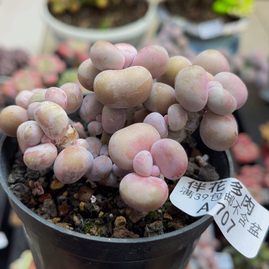 707/6cm腰子桃蛋多肉植物有砍
