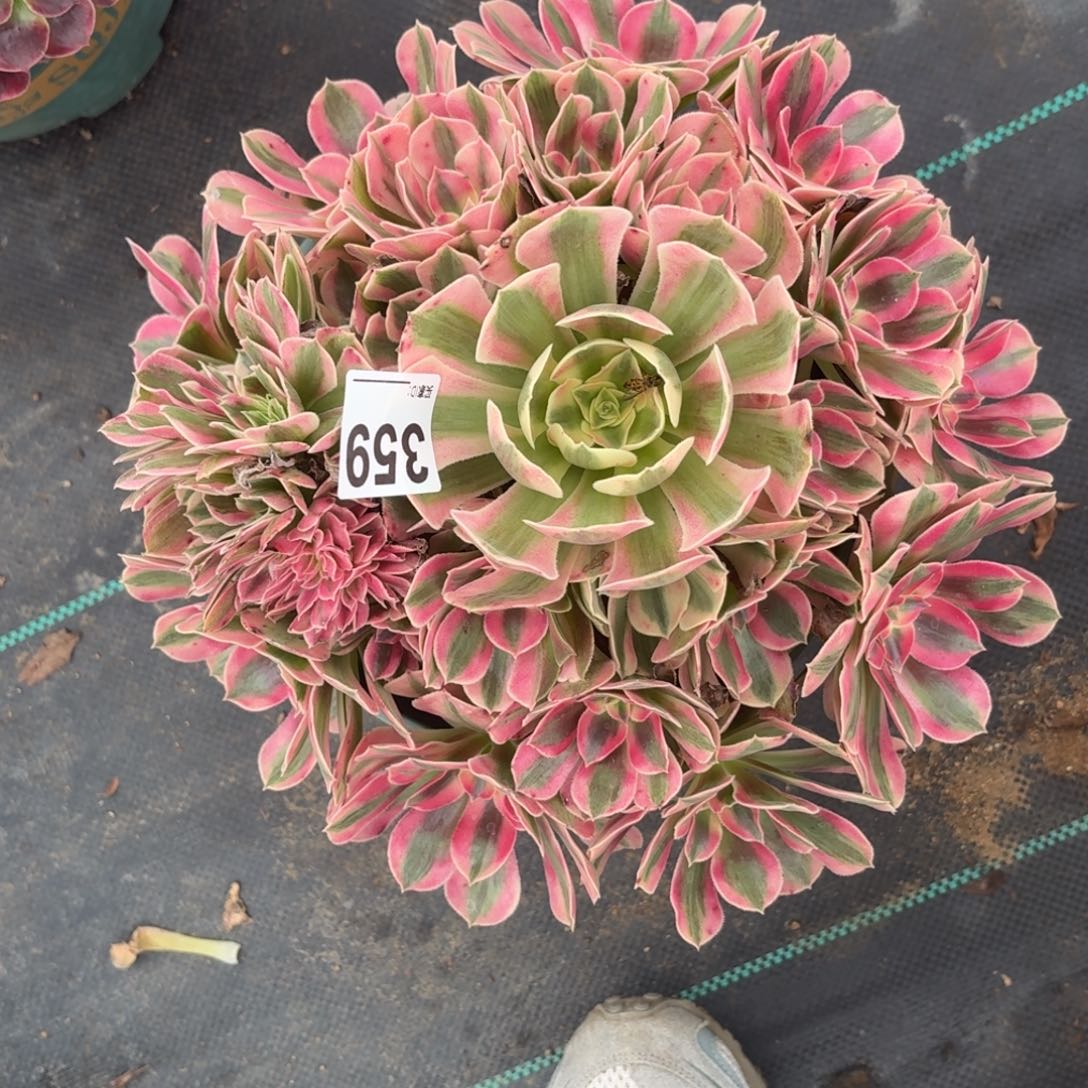 359女巫追多肉植物发货