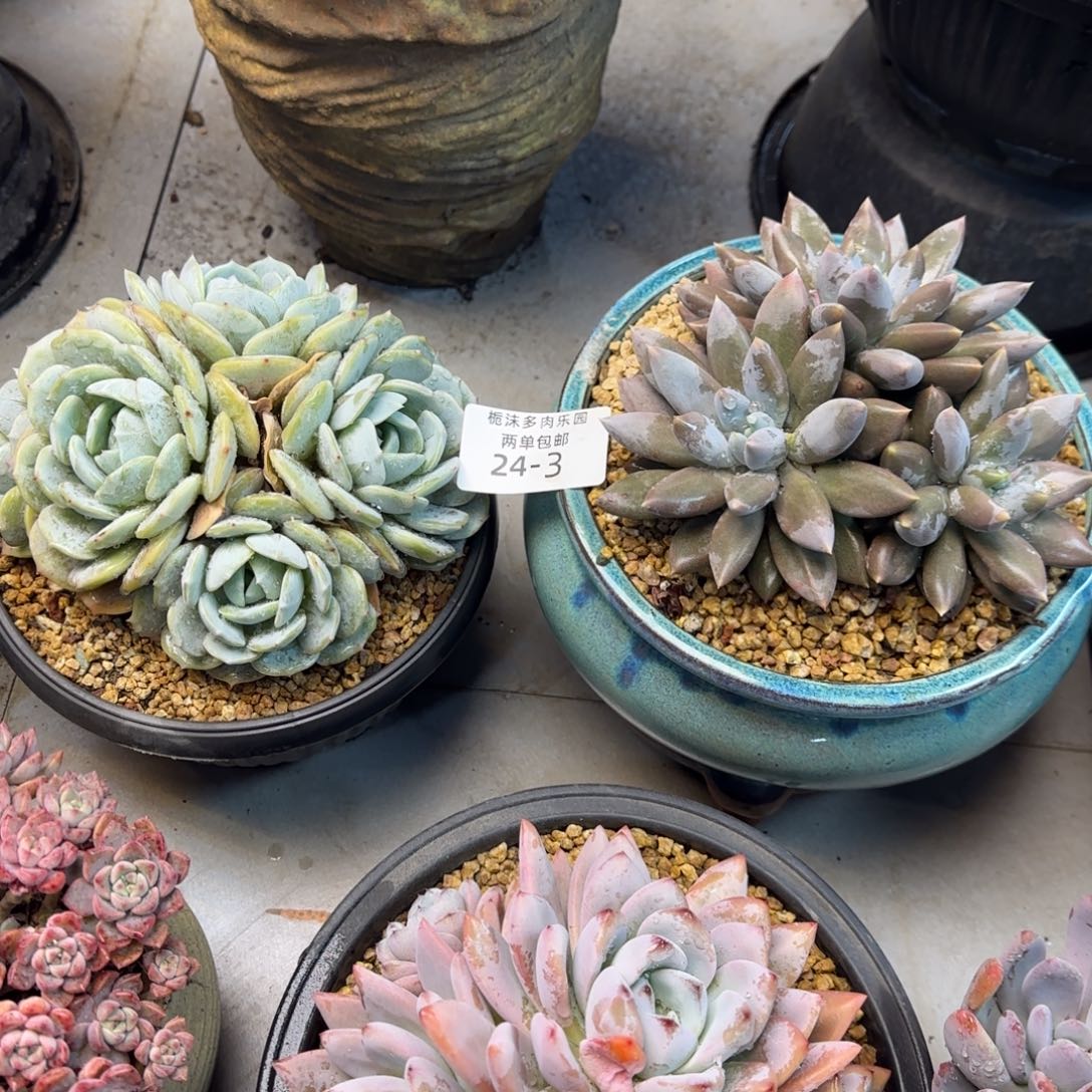 蓓***爷24-3劳林哥特多肉植物