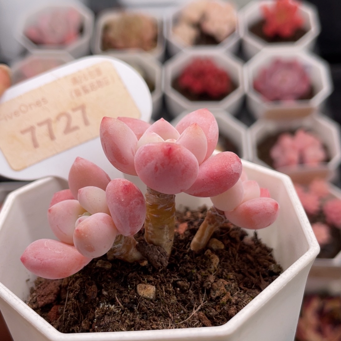 洛神7727-6.0厘米