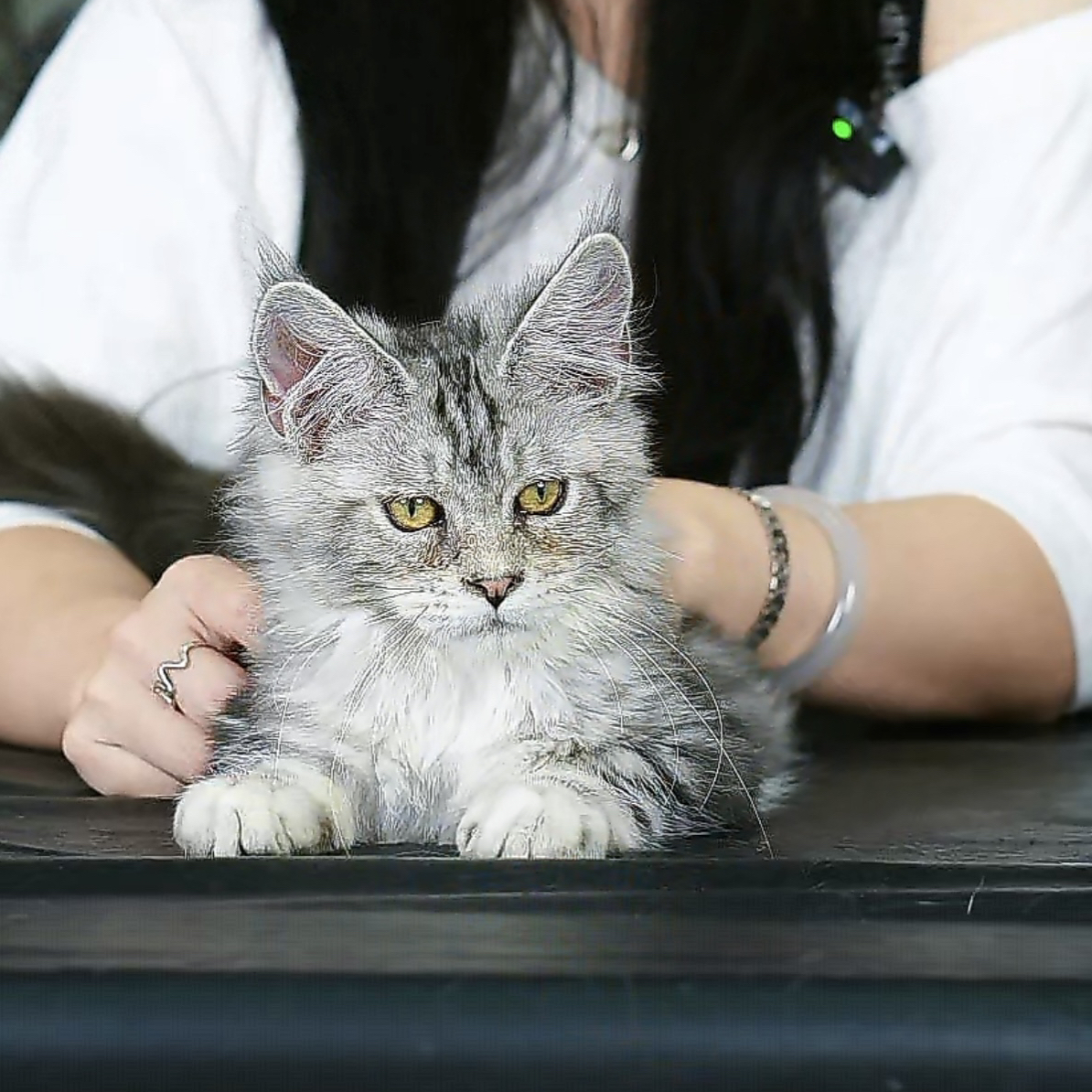 银虎斑色妹妹，两个半月，钱多多缅因猫