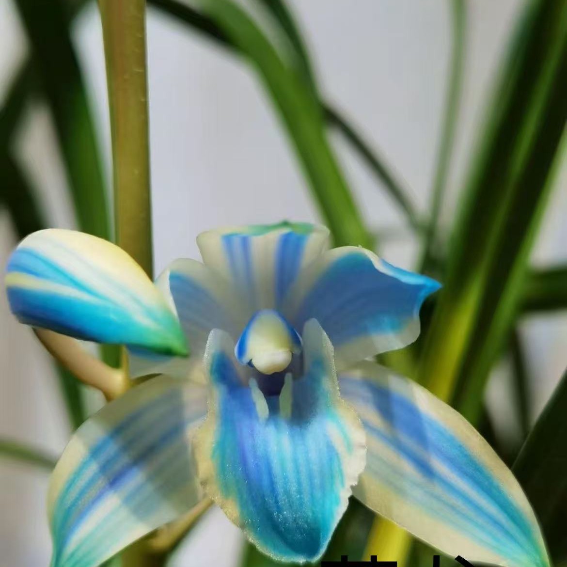 资源虎头兰花奇花（直播间）一物一拍