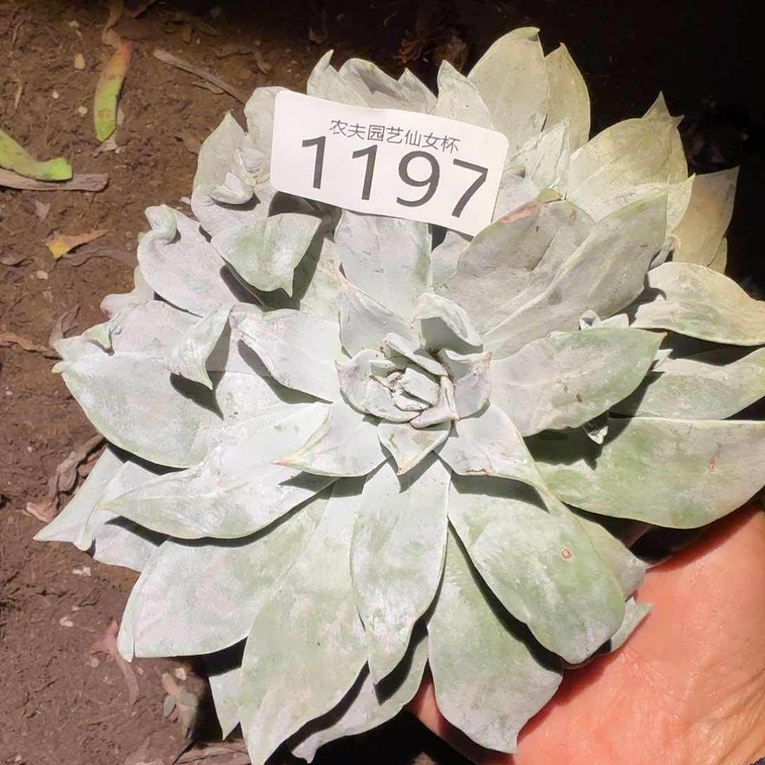 赛雷斯仙女杯多肉福利