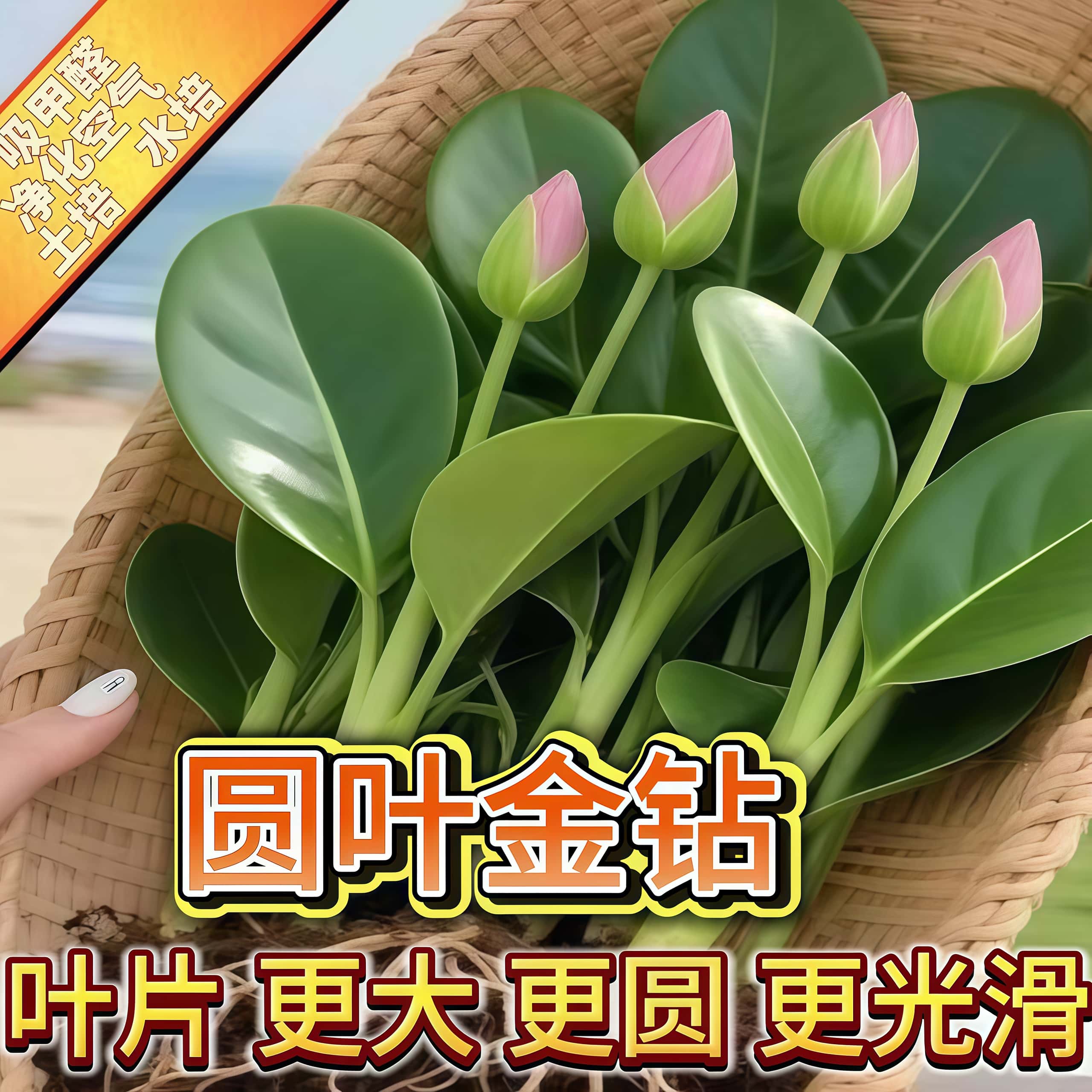 大叶金钻绿公主盆栽带花苞水培植物室内好养新房绿萝四季花卉绿植
