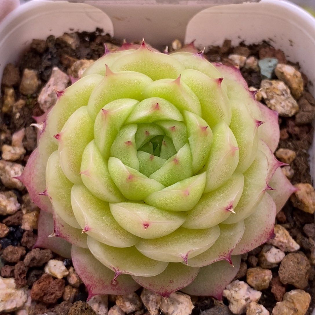 【闪购商品】14-109阿祖