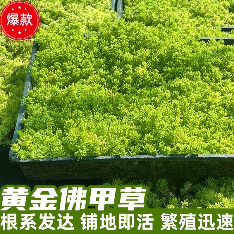 佛甲草苗黄金金叶景天万年草过路黄花镜植物植物造景屋顶绿化草皮