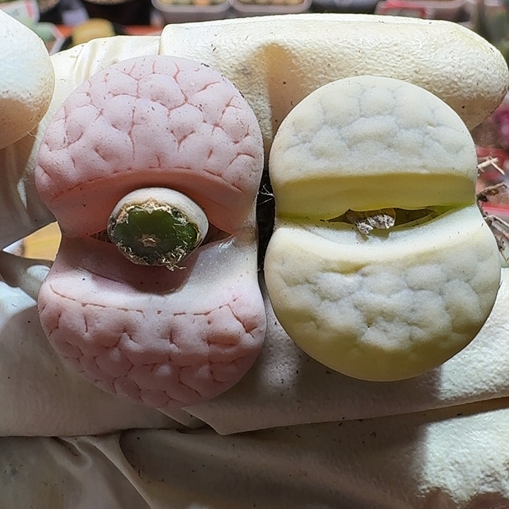 生石花1111111。  357