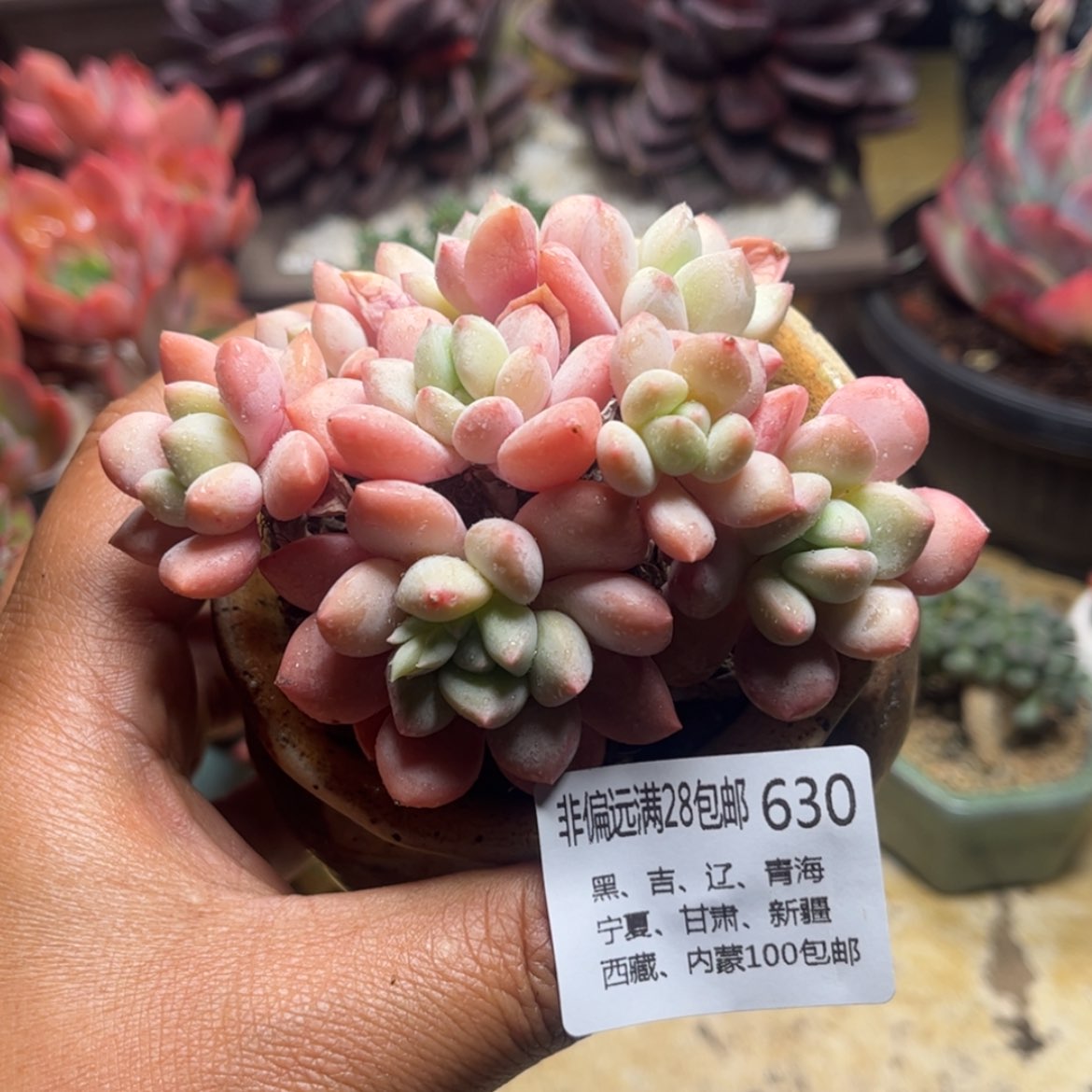 【闪购商品】630拉丝雨