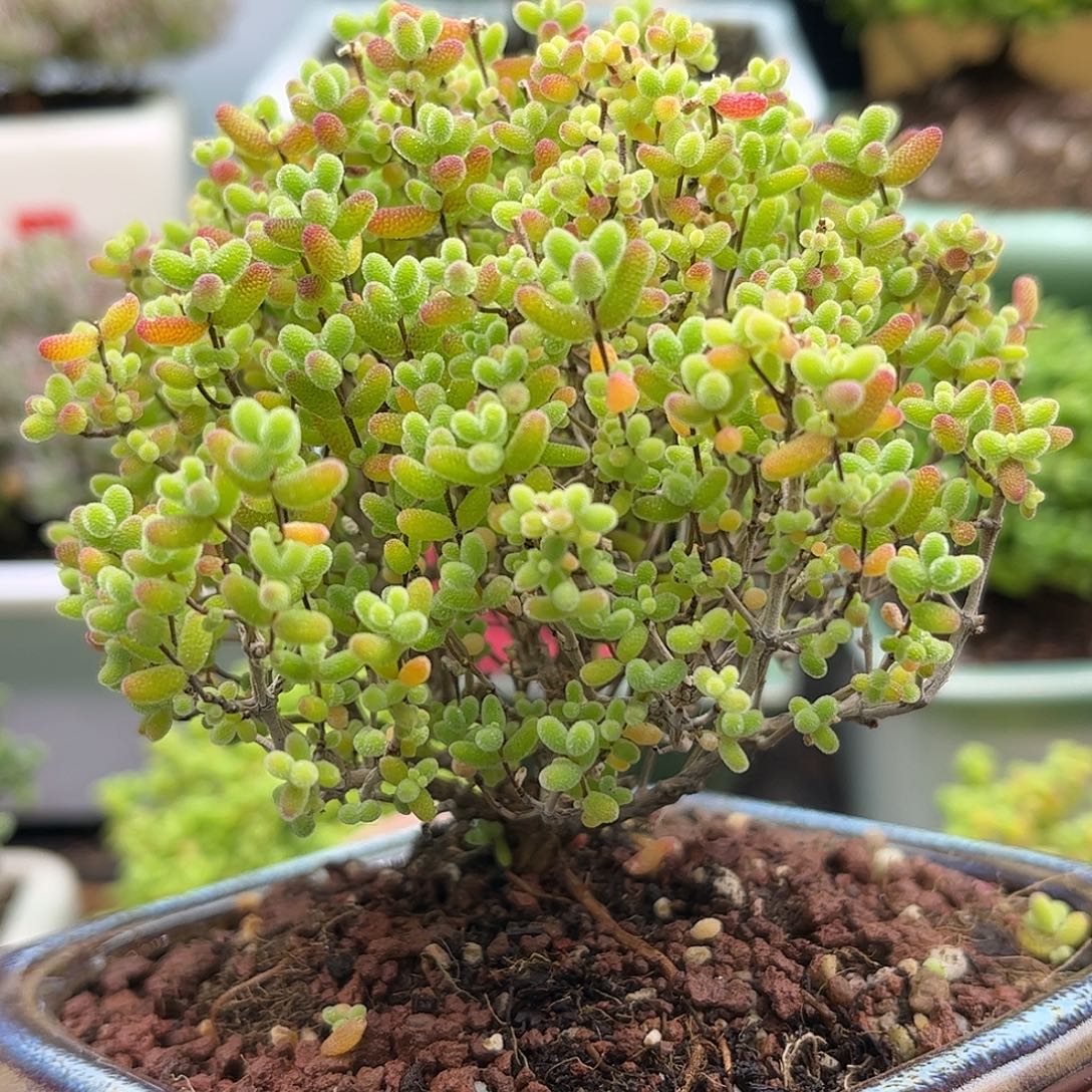 26蜜桔老桩带盆优选