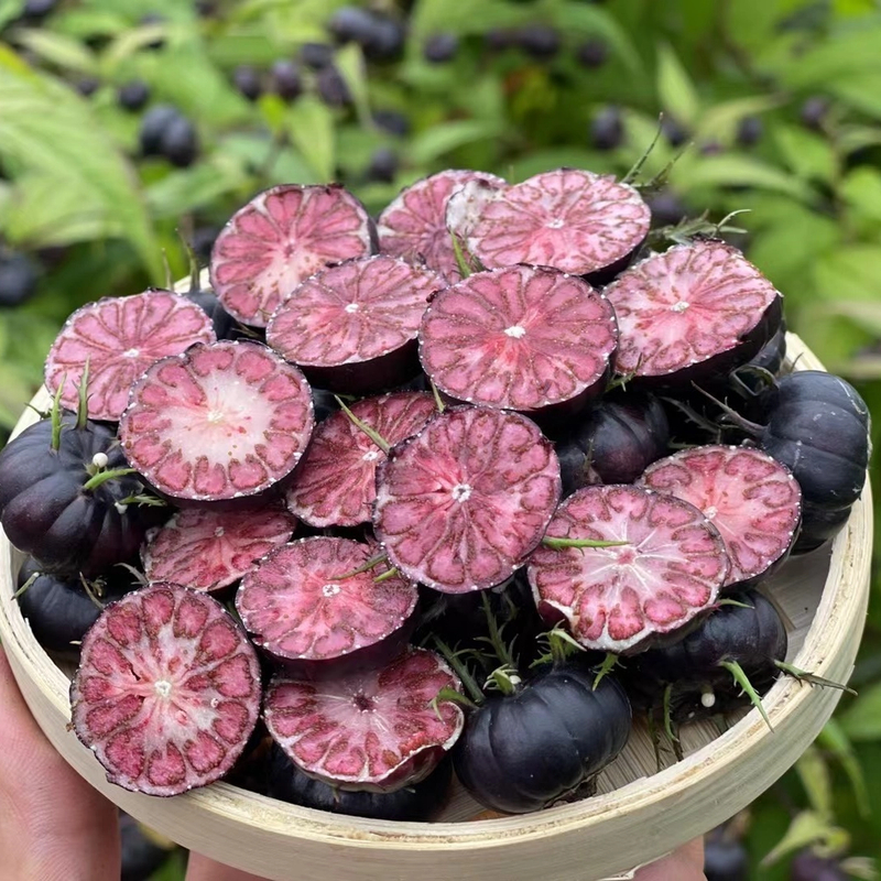 云南高山红果参稀有水果水果蜘蛛果算盘果