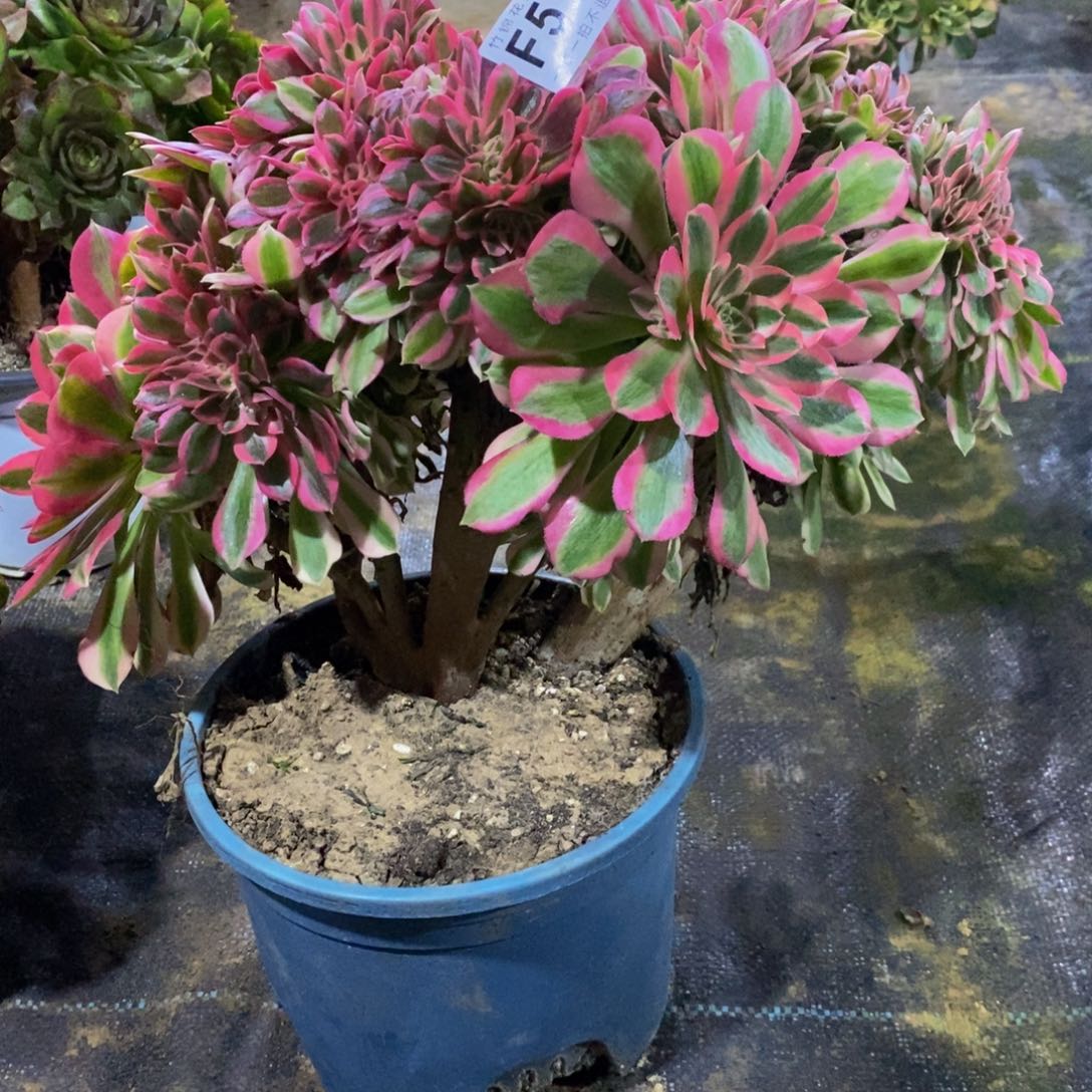 516女巫缀一棵棵