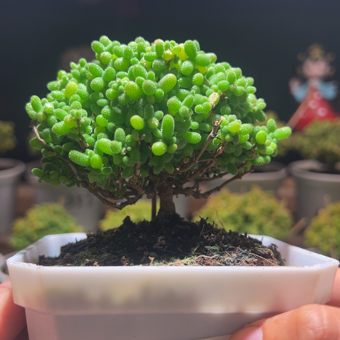 163金桔一物一拍包开箱