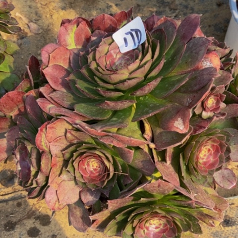 红心万圣节17多肉不包断