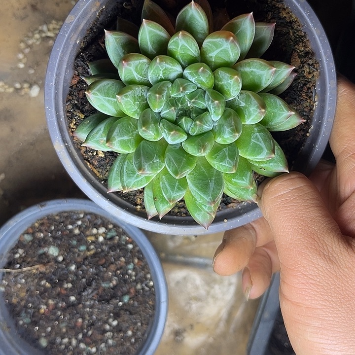 多肉植物雪花美人