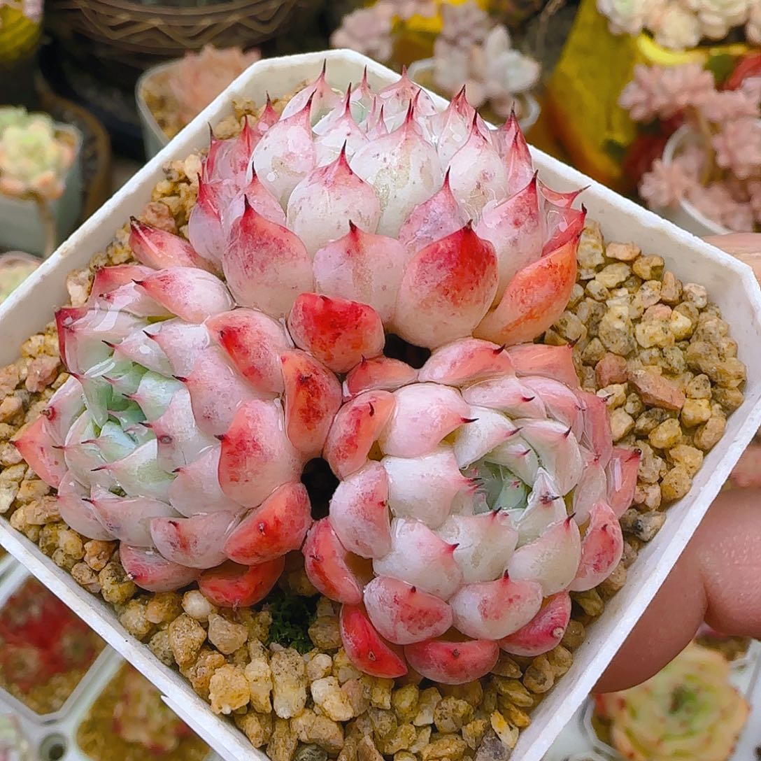 仙农爪，027，仙农出品，