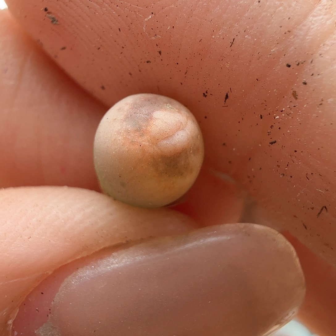 2.9.31/丑鹅/多肉植物