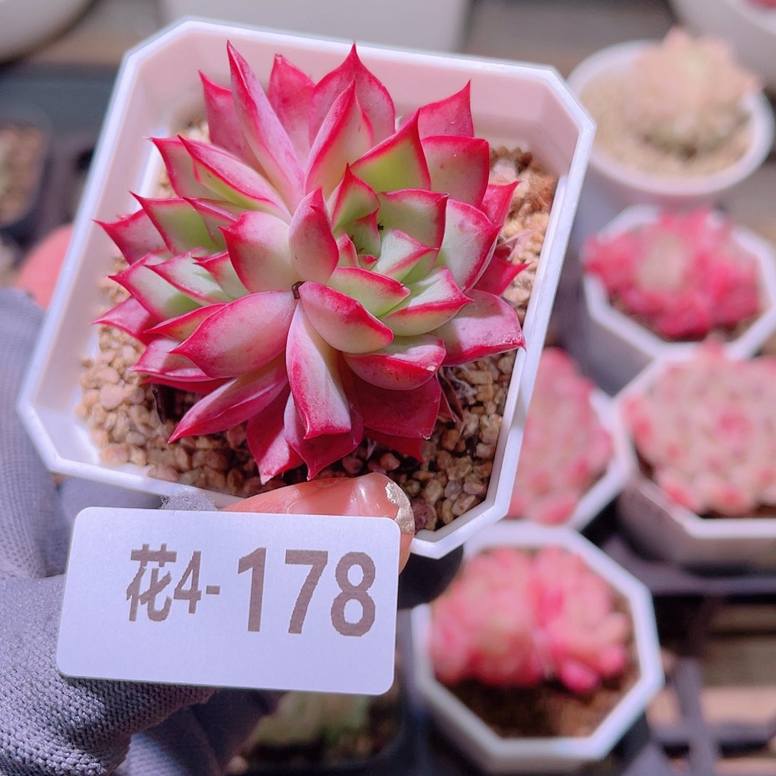 花04-178玫瑰船长