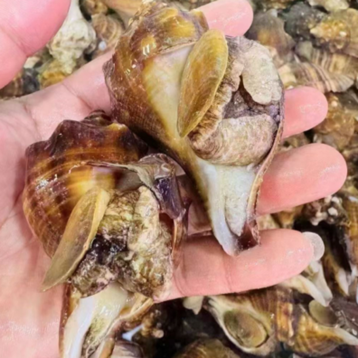鲜活大连獐子岛海螺红螺500g