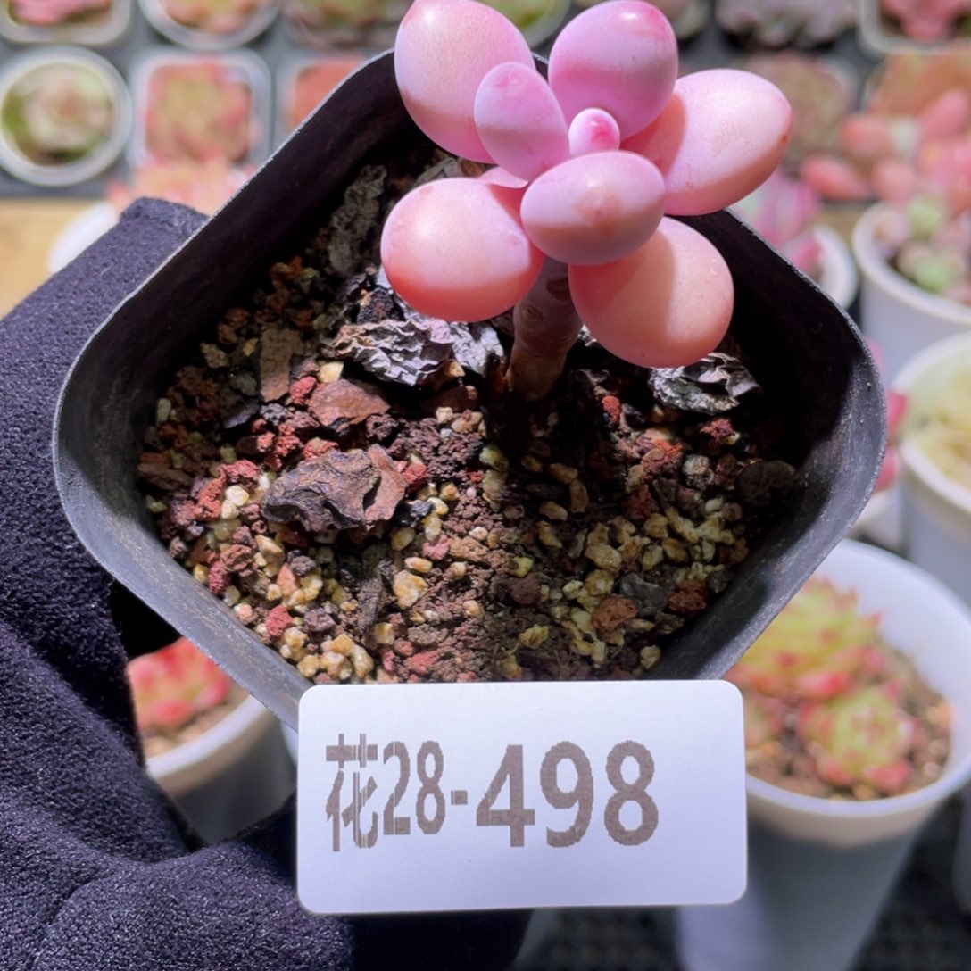 花利美28-498桃蛋