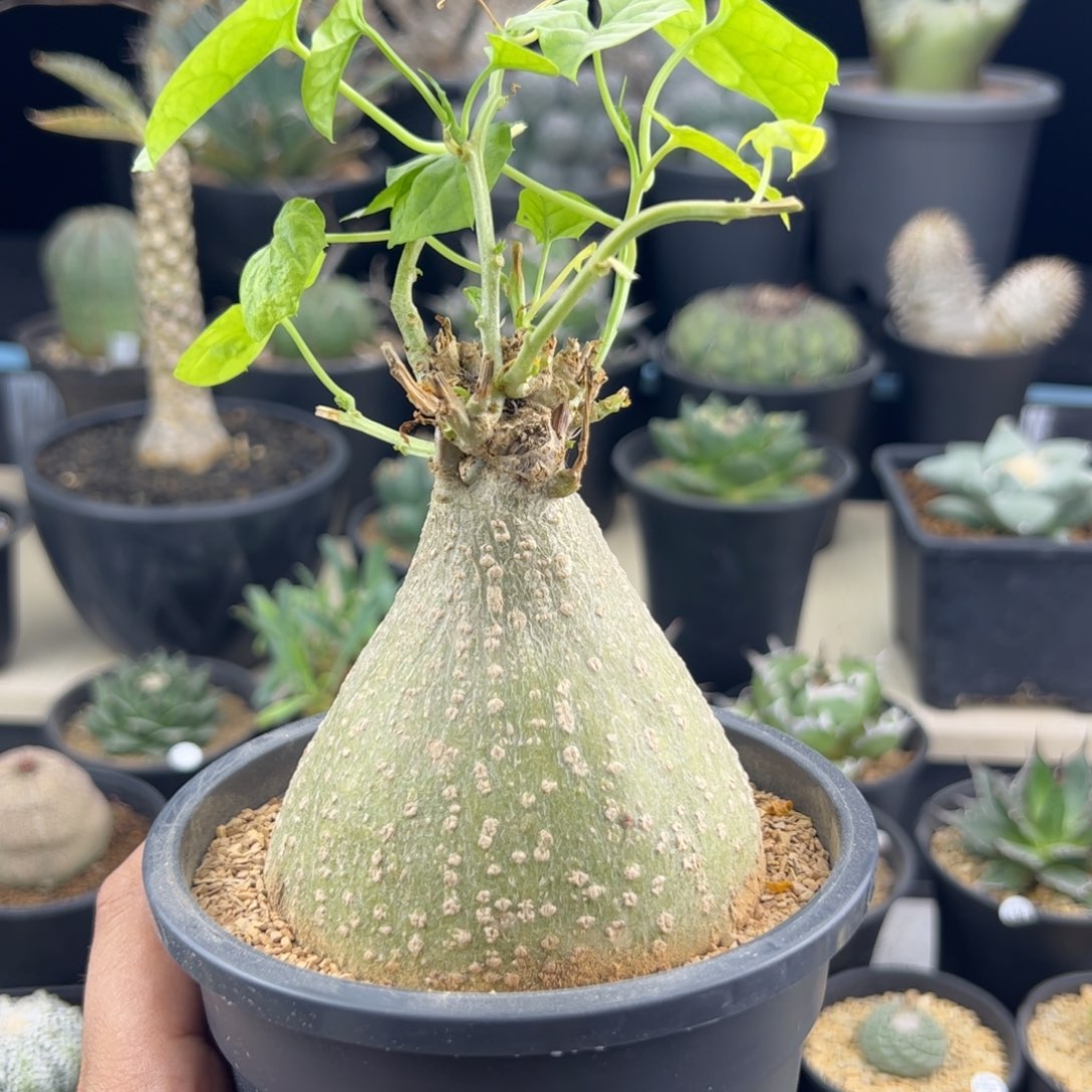 睡布袋8+一物一拍