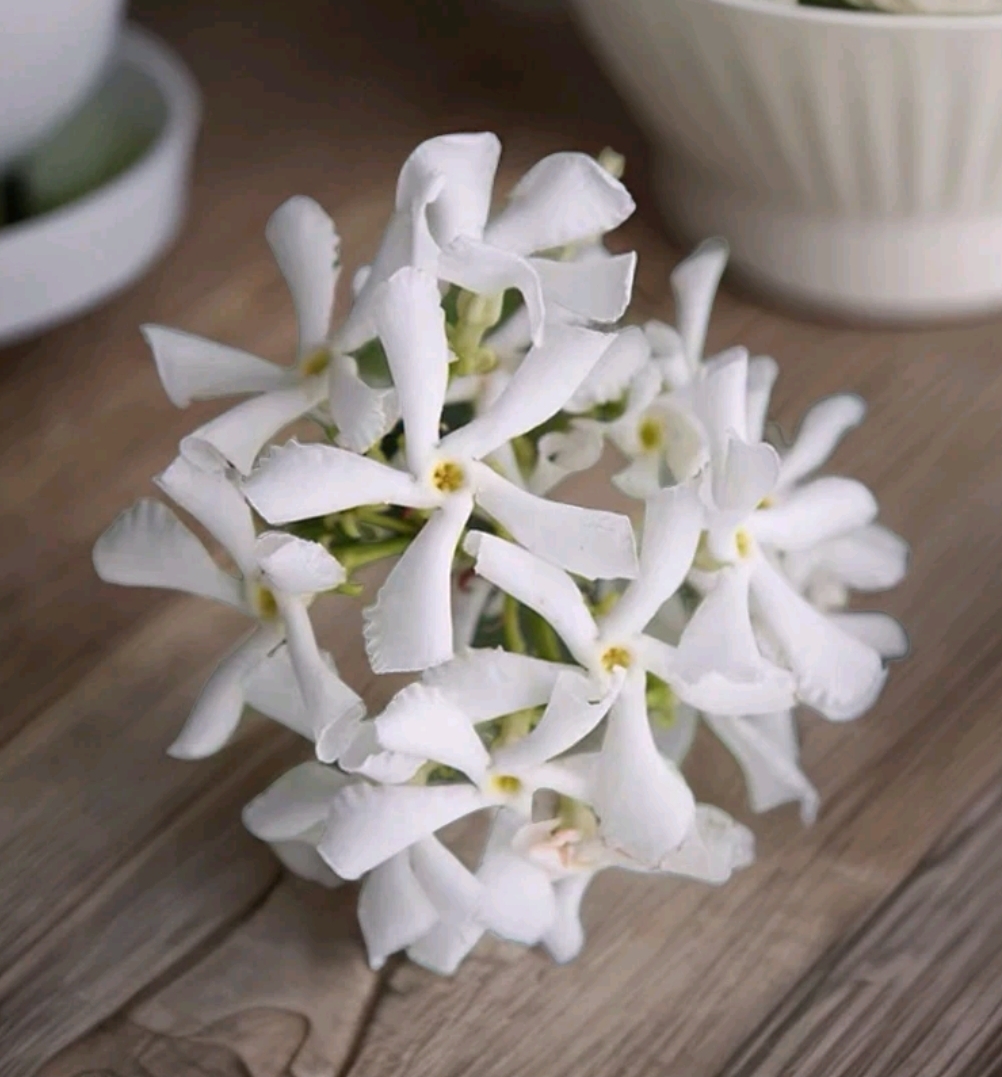爆款花园爬藤绿植浓香型白色风车茉莉耐寒耐热四季常青