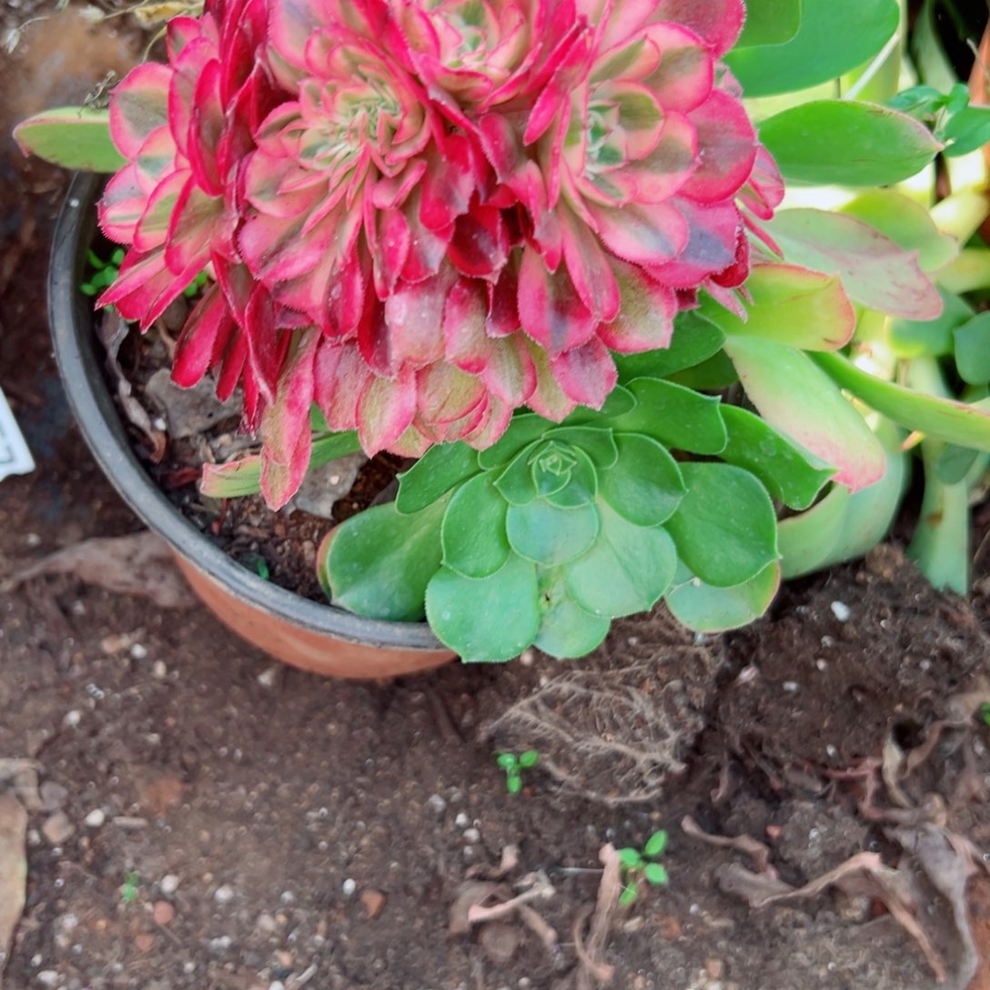 我3582 号多肉法师新年福利