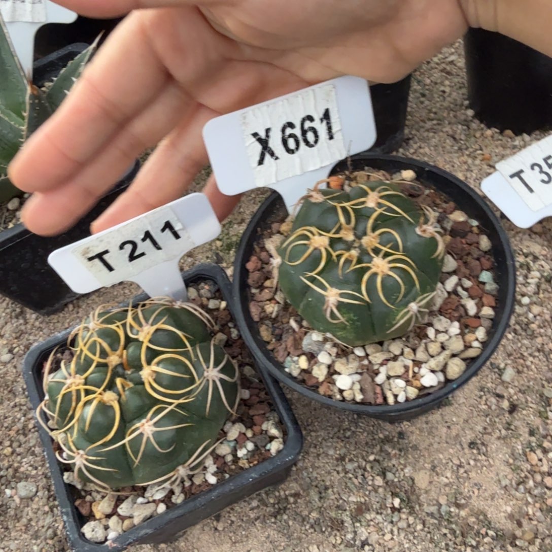 福利2颗高木海王侧牙
