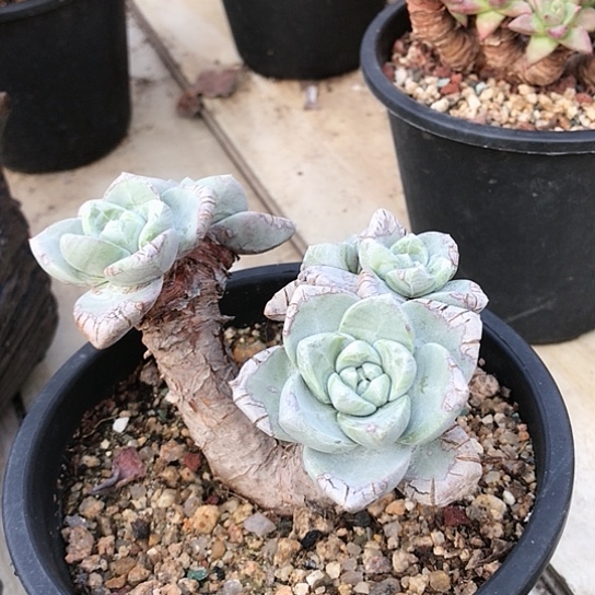 厚叶大花朵仙女棒杯