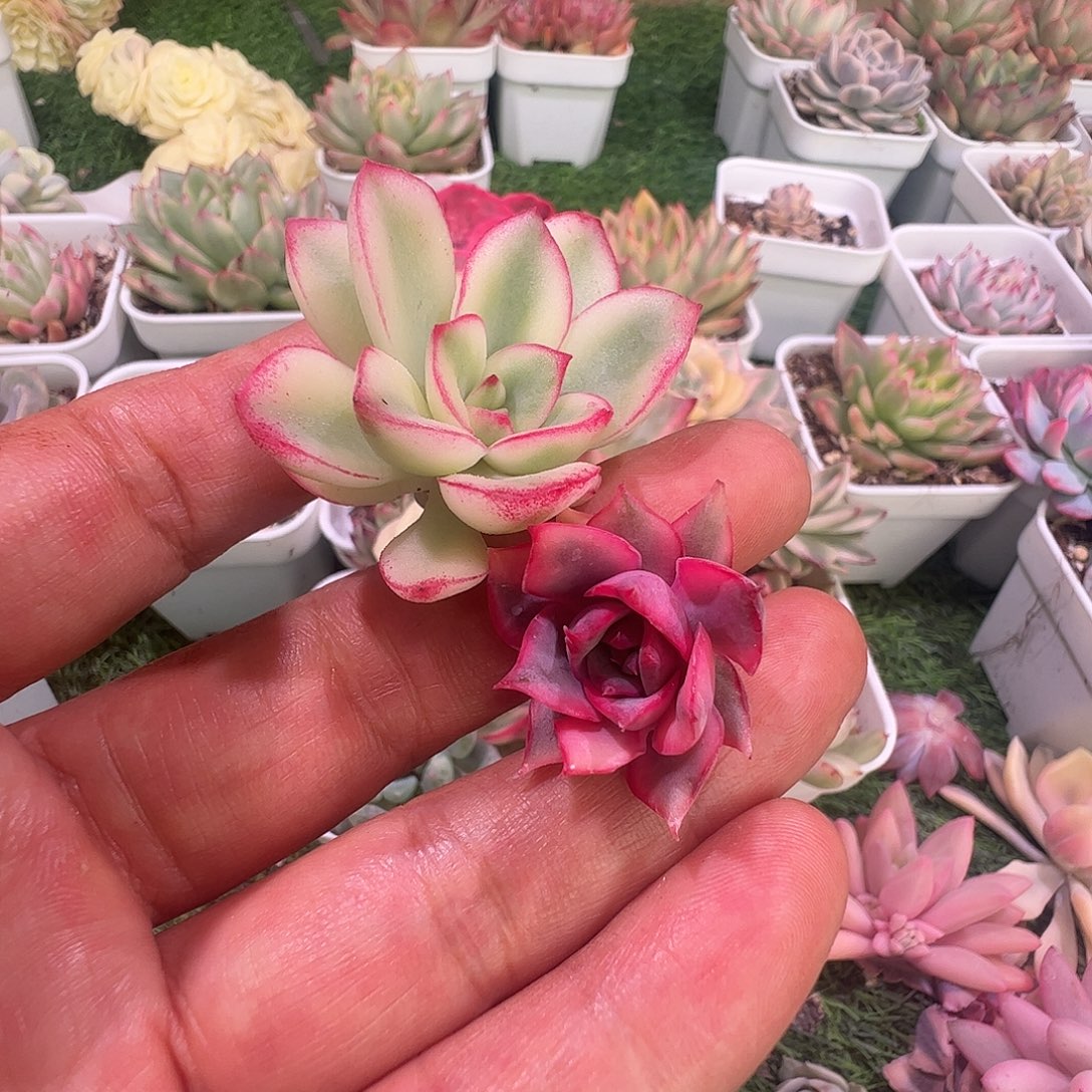 佳***乐多肉植物多肉植物