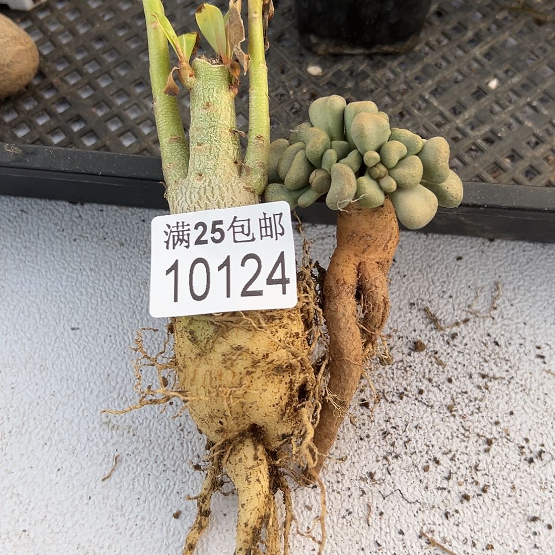 唐扇124，一物一拍