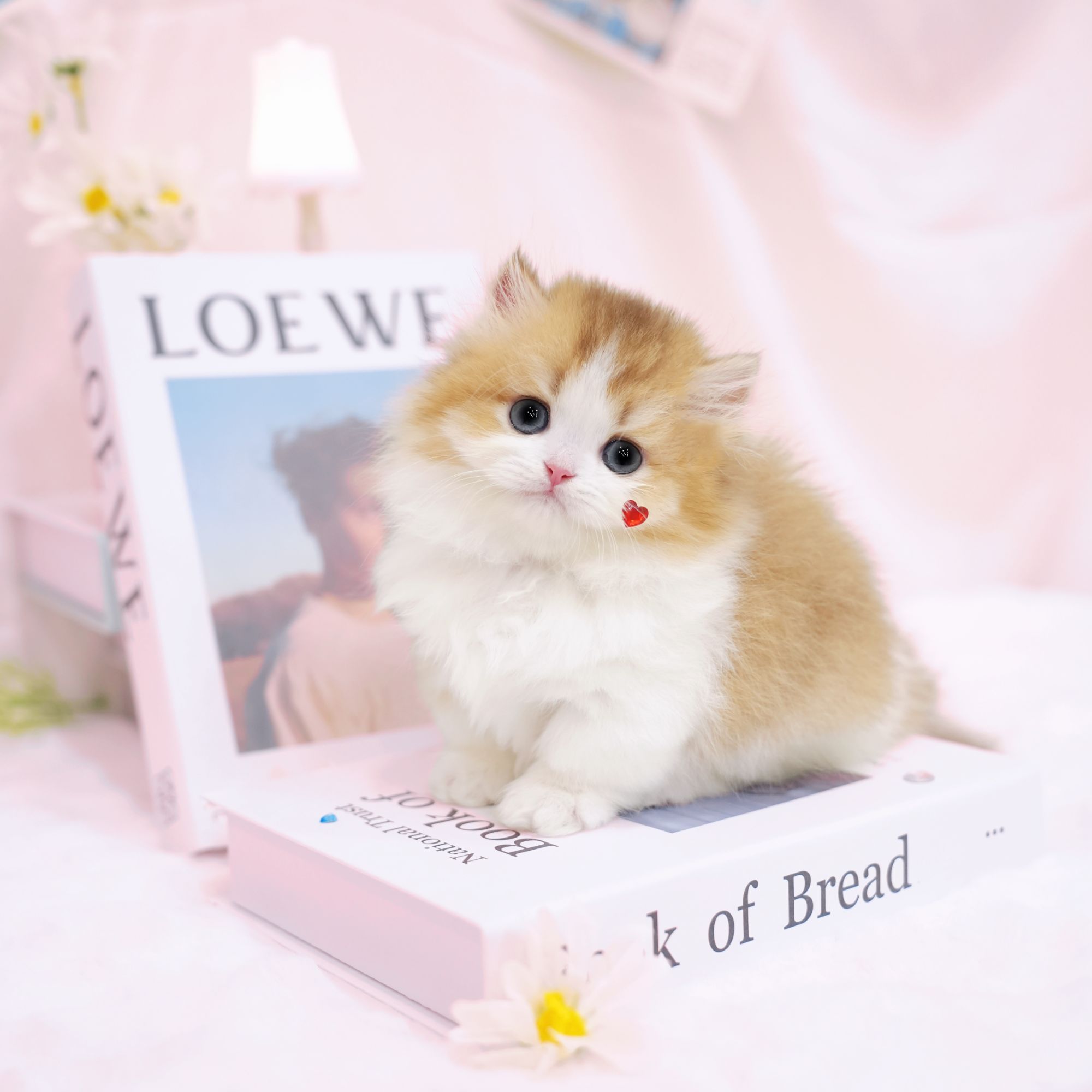 一菲家喵骑士矮脚猫金加白三花银白蓝金加白拿破仑曼基康猫咪~