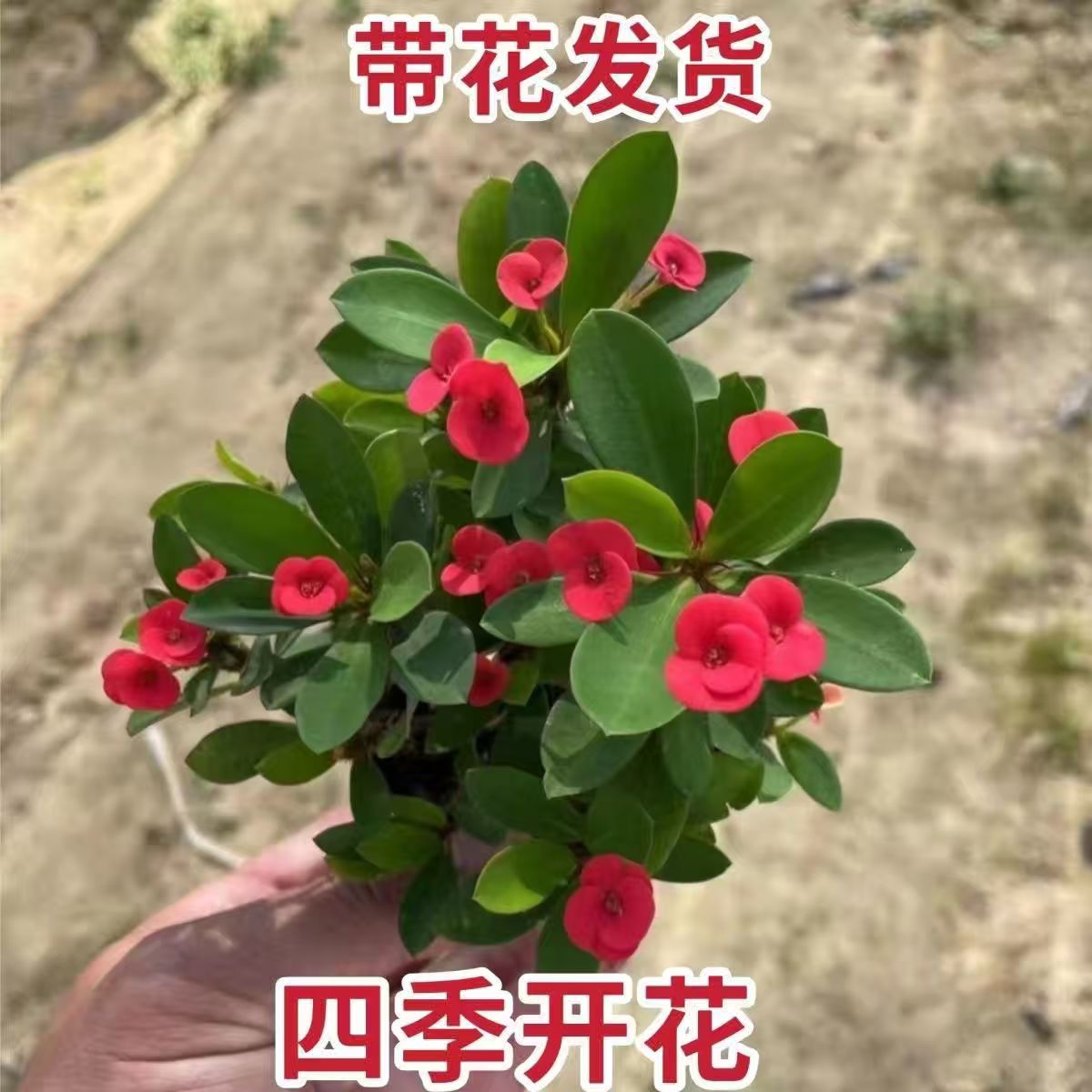 铁海棠盆栽虎刺梅带花发货四季开花好养观花植物