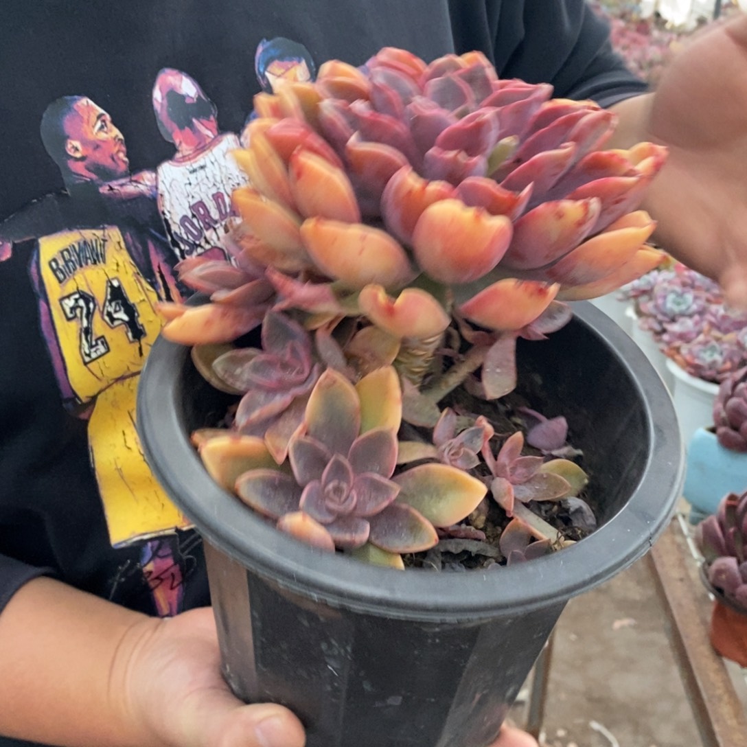 紫气东来大单头带仔，230杯