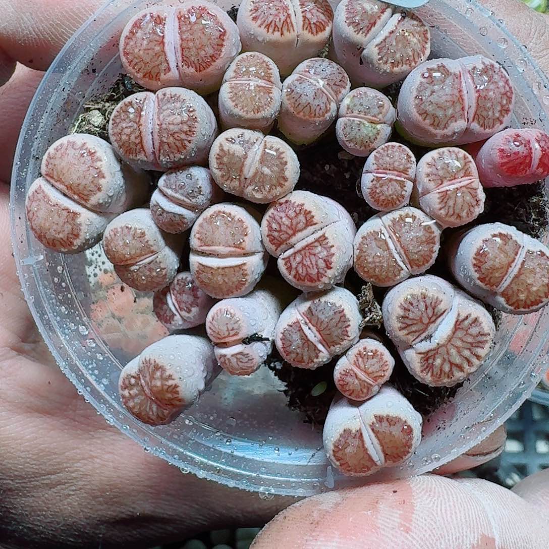 68 多肉植物多肉植物