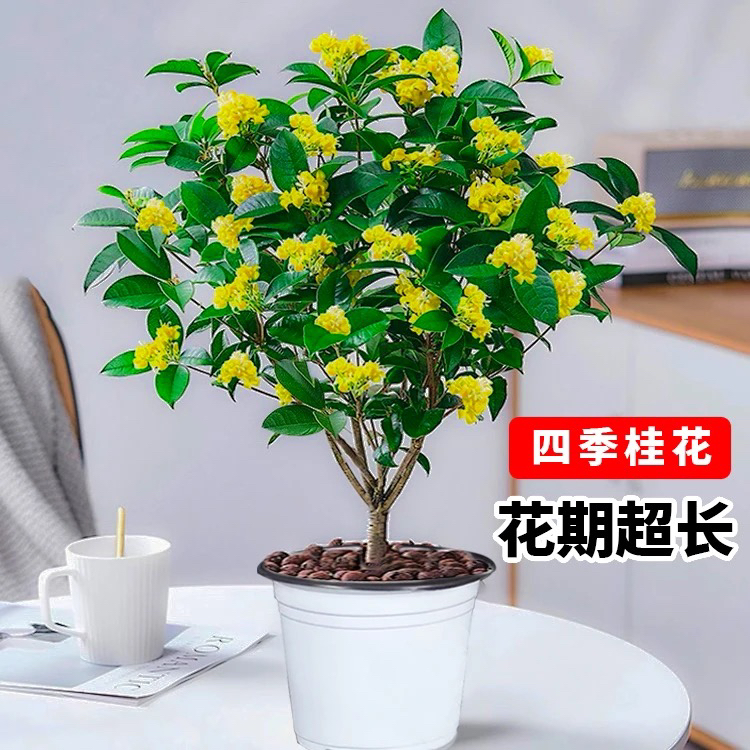 【四季黄金桂花】浓香型桂花盆栽花卉耐寒好养适合阳台室内外庭院种