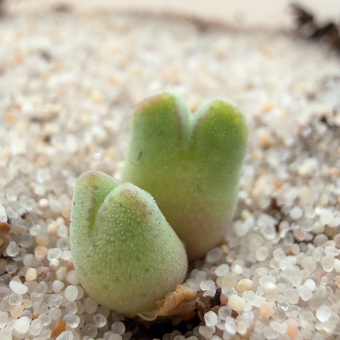 2.19.59/985猪蹄/多肉植物