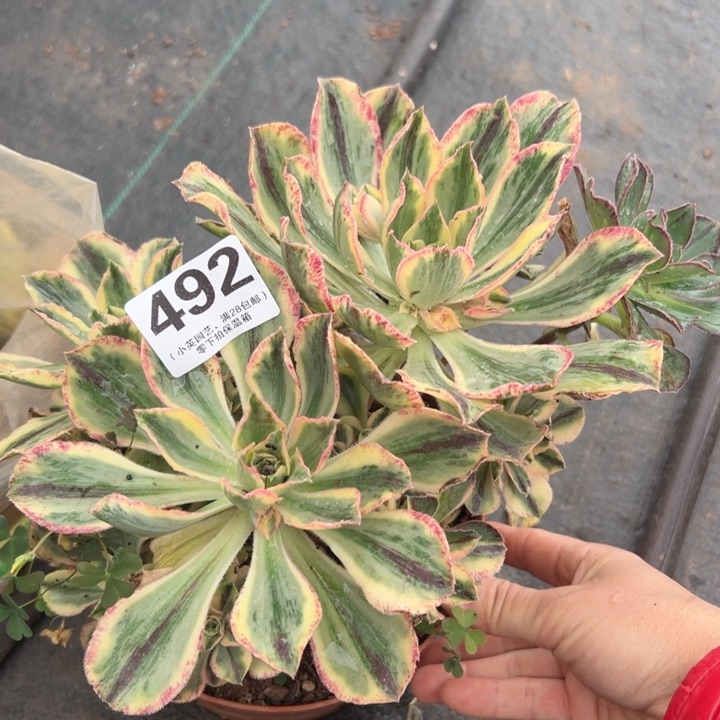 492多肉植物青花瓷