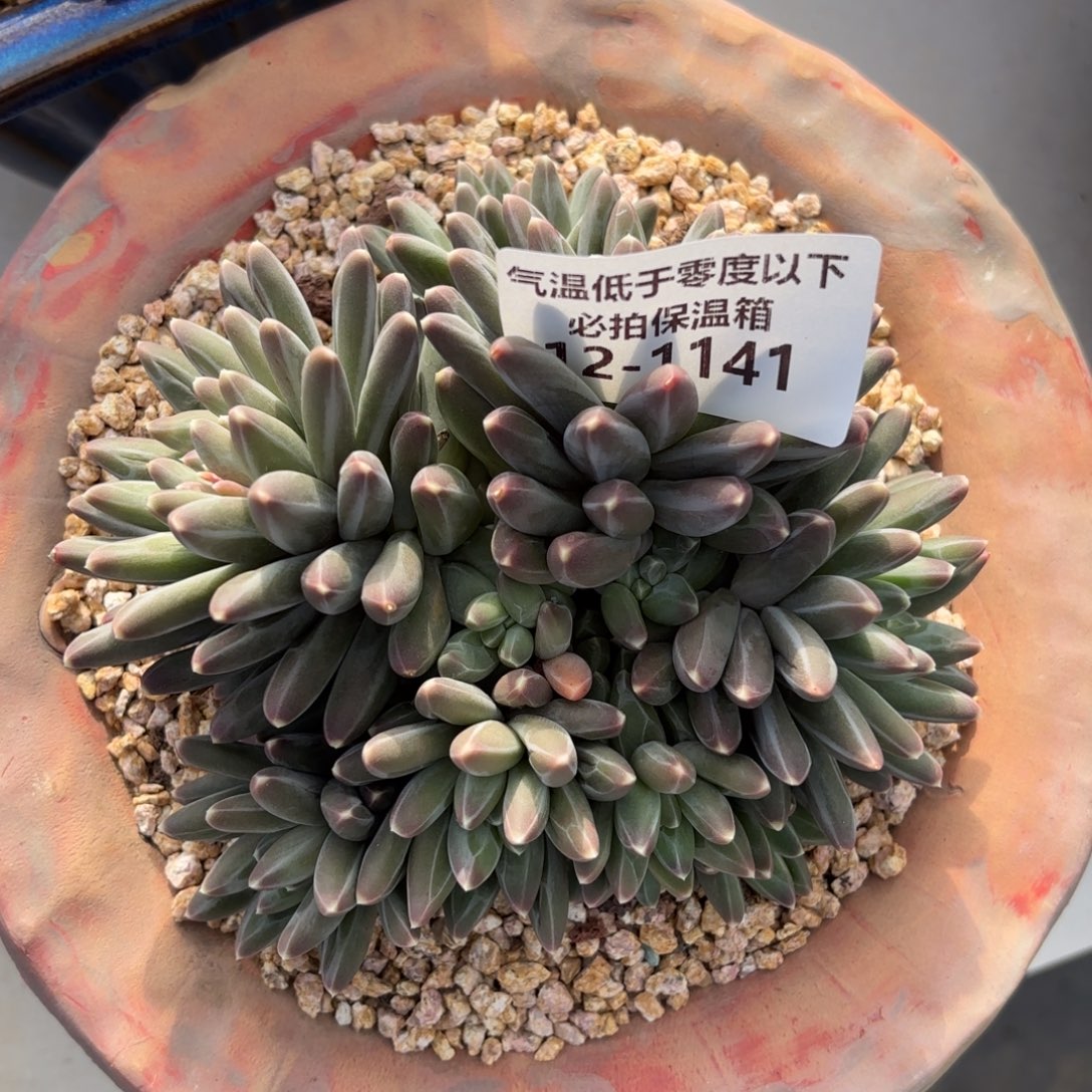 1141伊卡鲁斯多肉植物