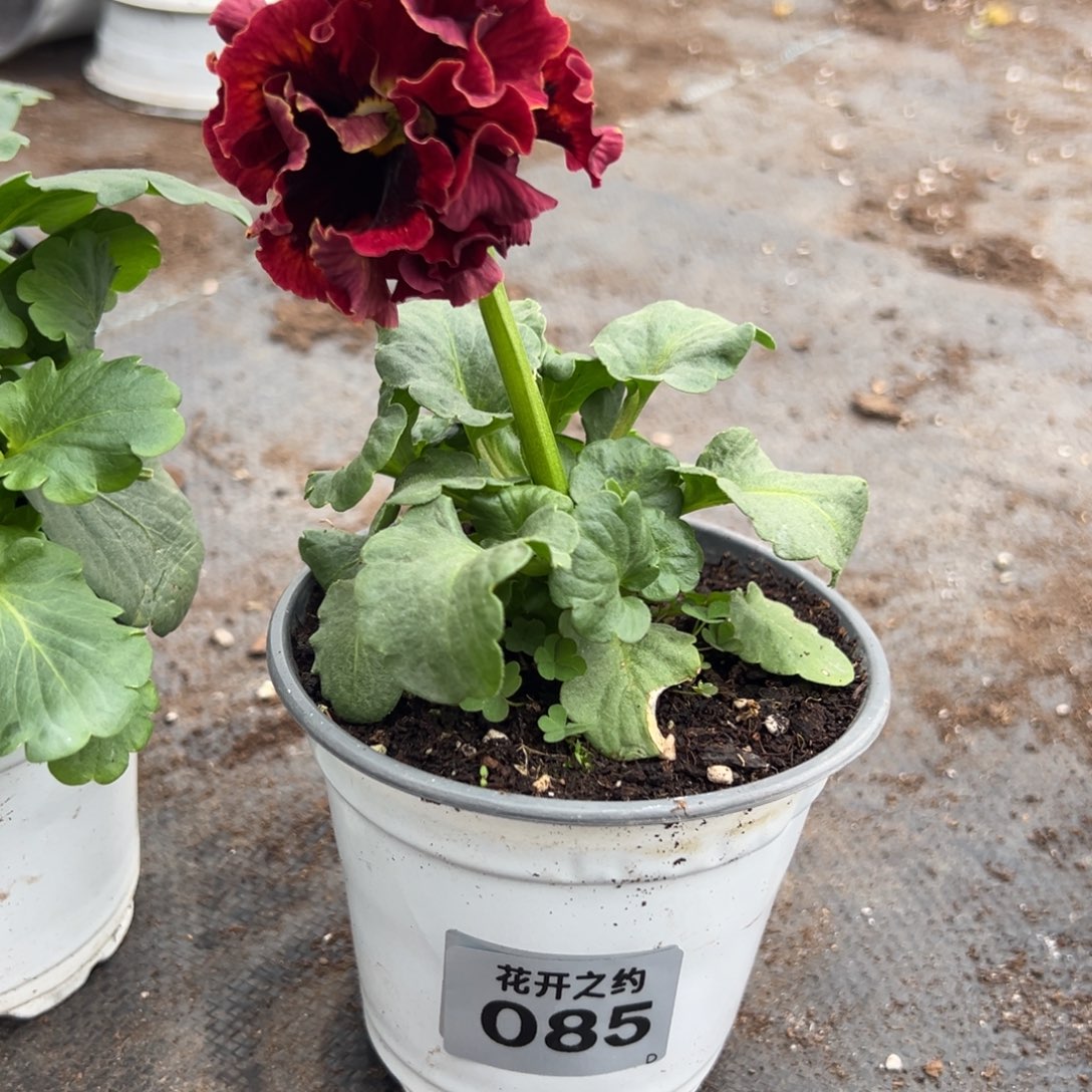 【闪购商品】完全开放085号