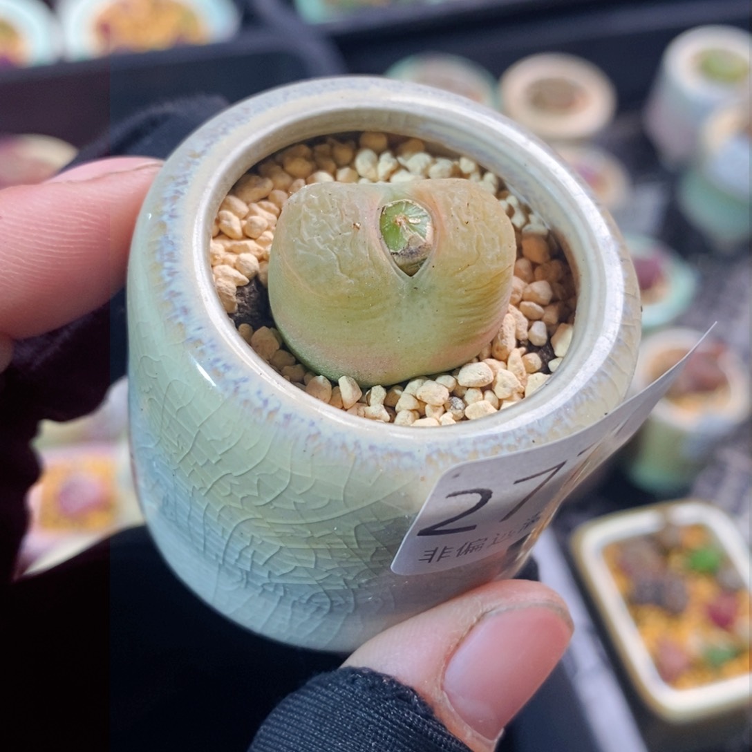 2771-一物一拍带盆