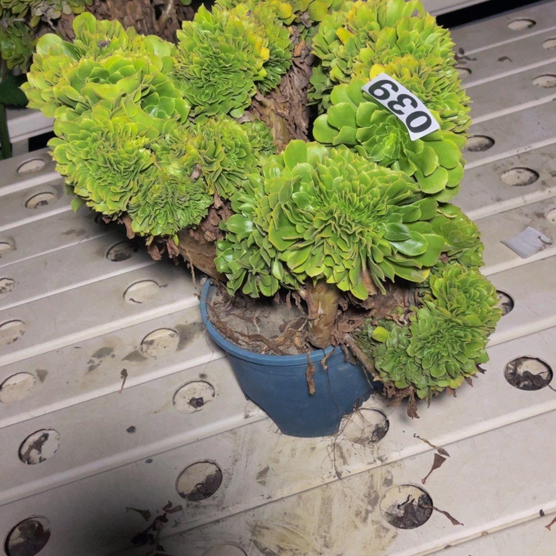 绿杨蓉法师7//24包邮