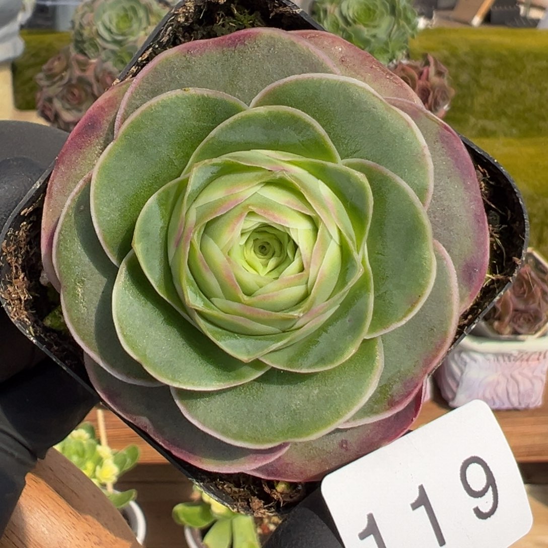 119优选帕系5厘米