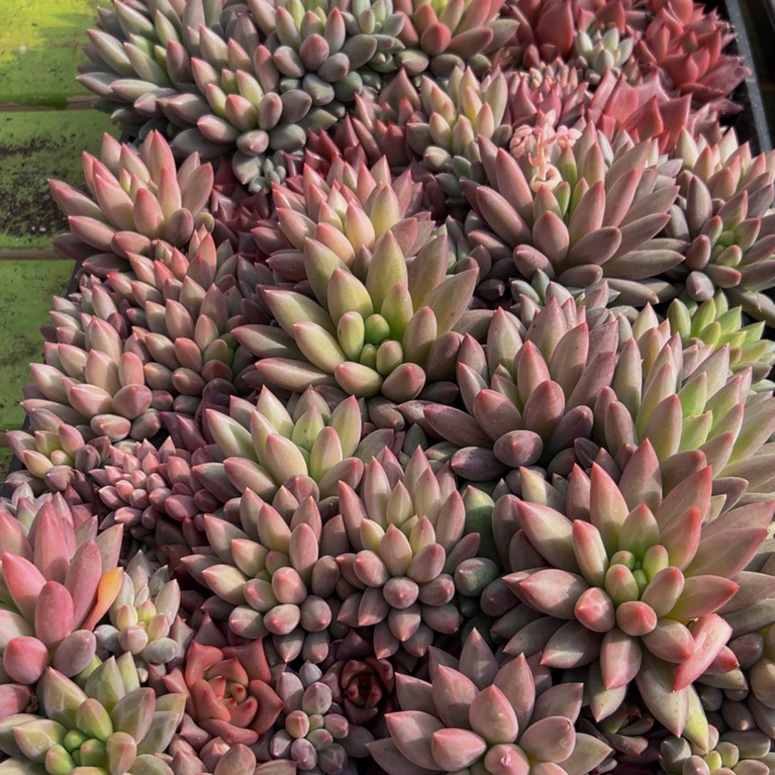 767多肉葡萄领导人的亲切