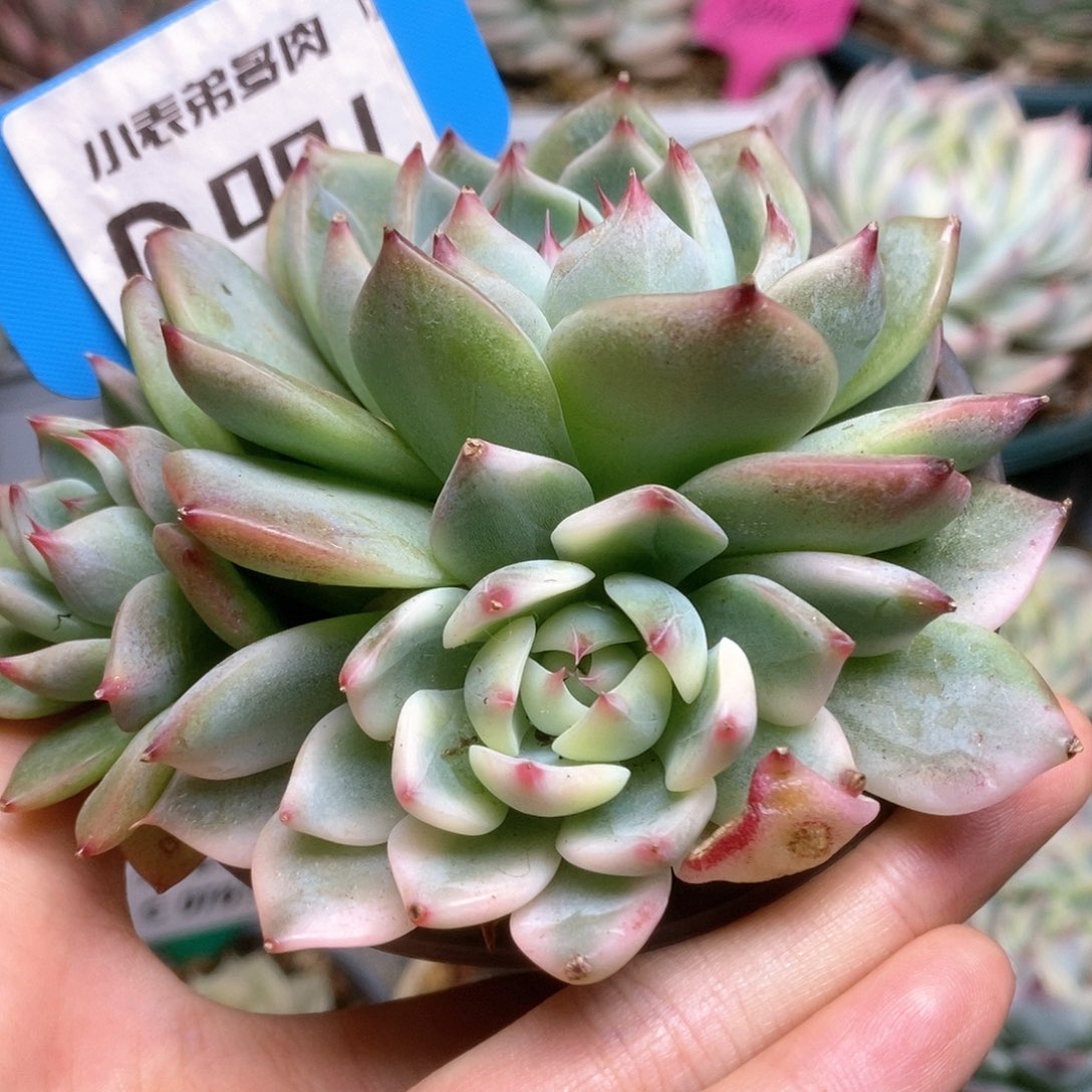 D091锦锦锦锦锦锦锦