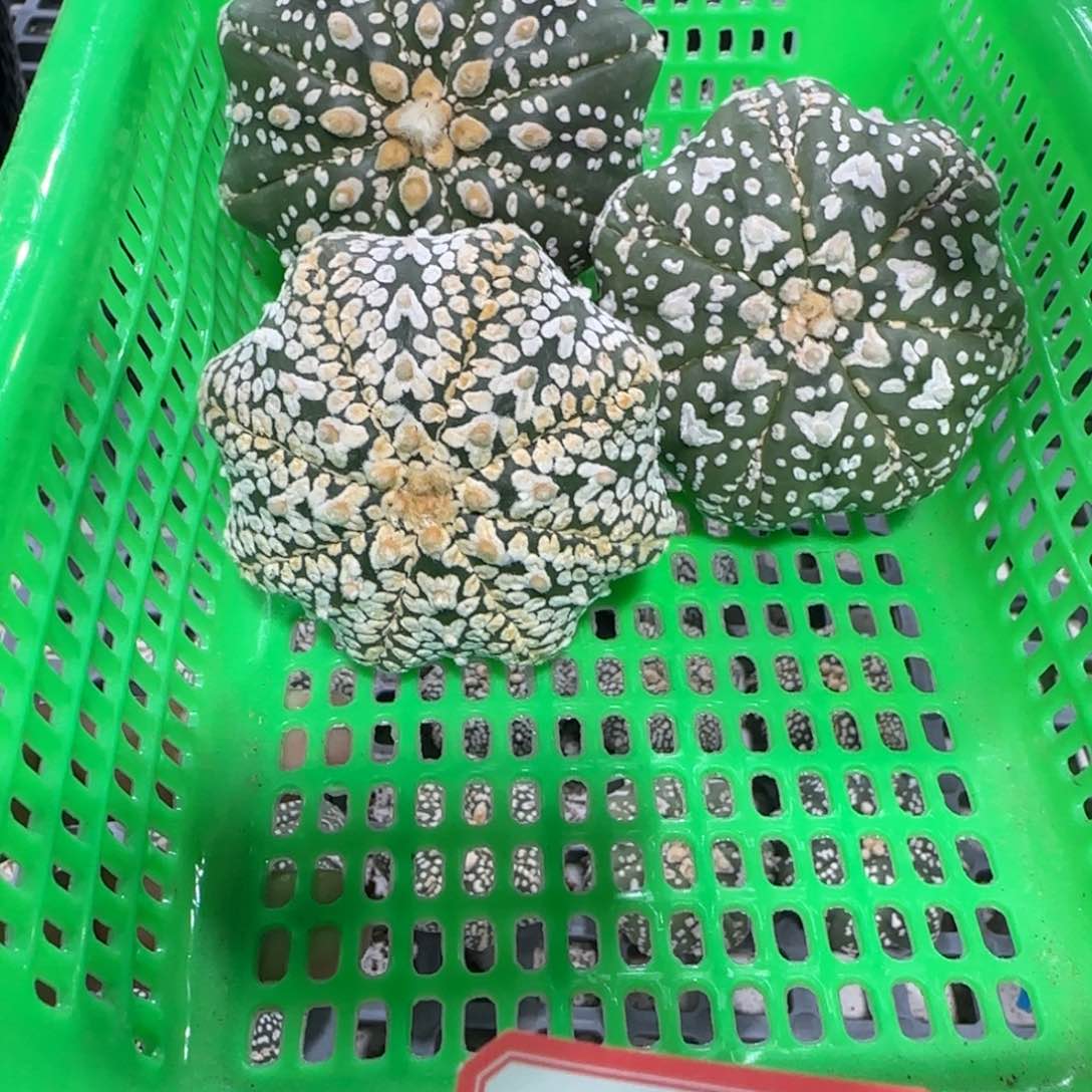 无花朵第二组3个福利海星