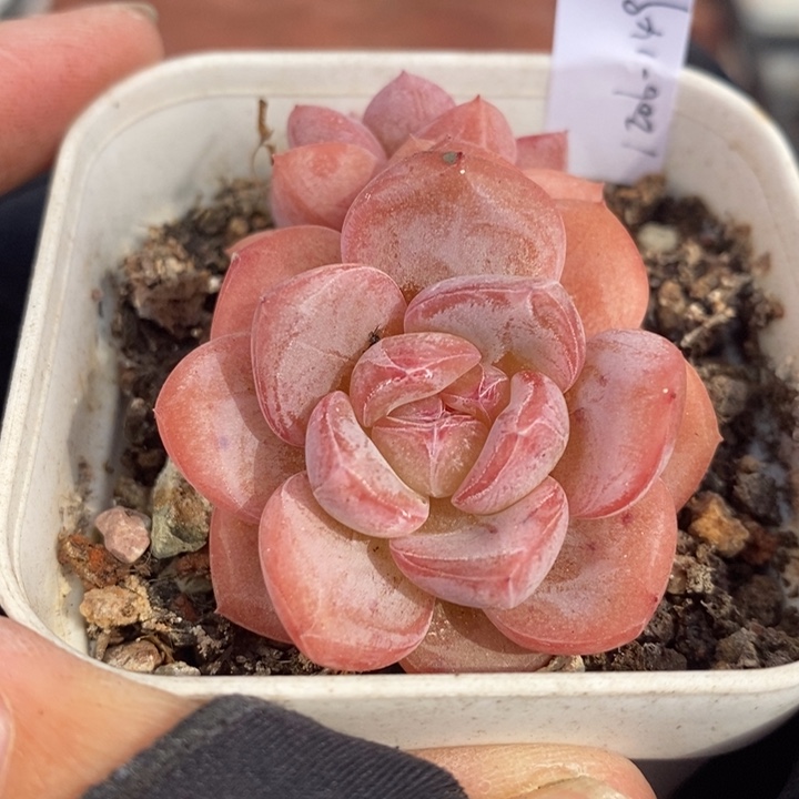 1206-149，星星珍妮多肉双头