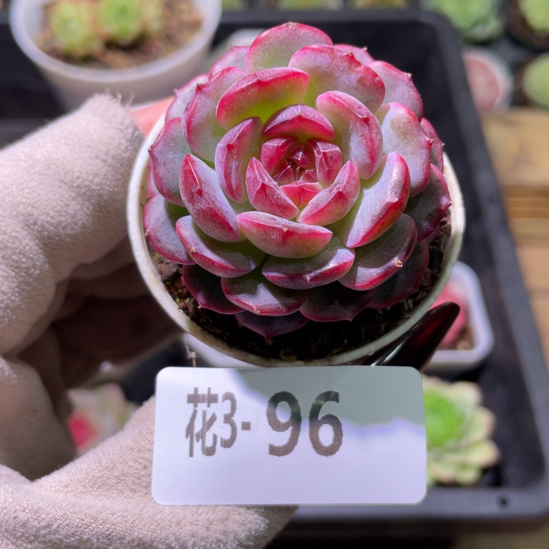 花利美3-96新品单头